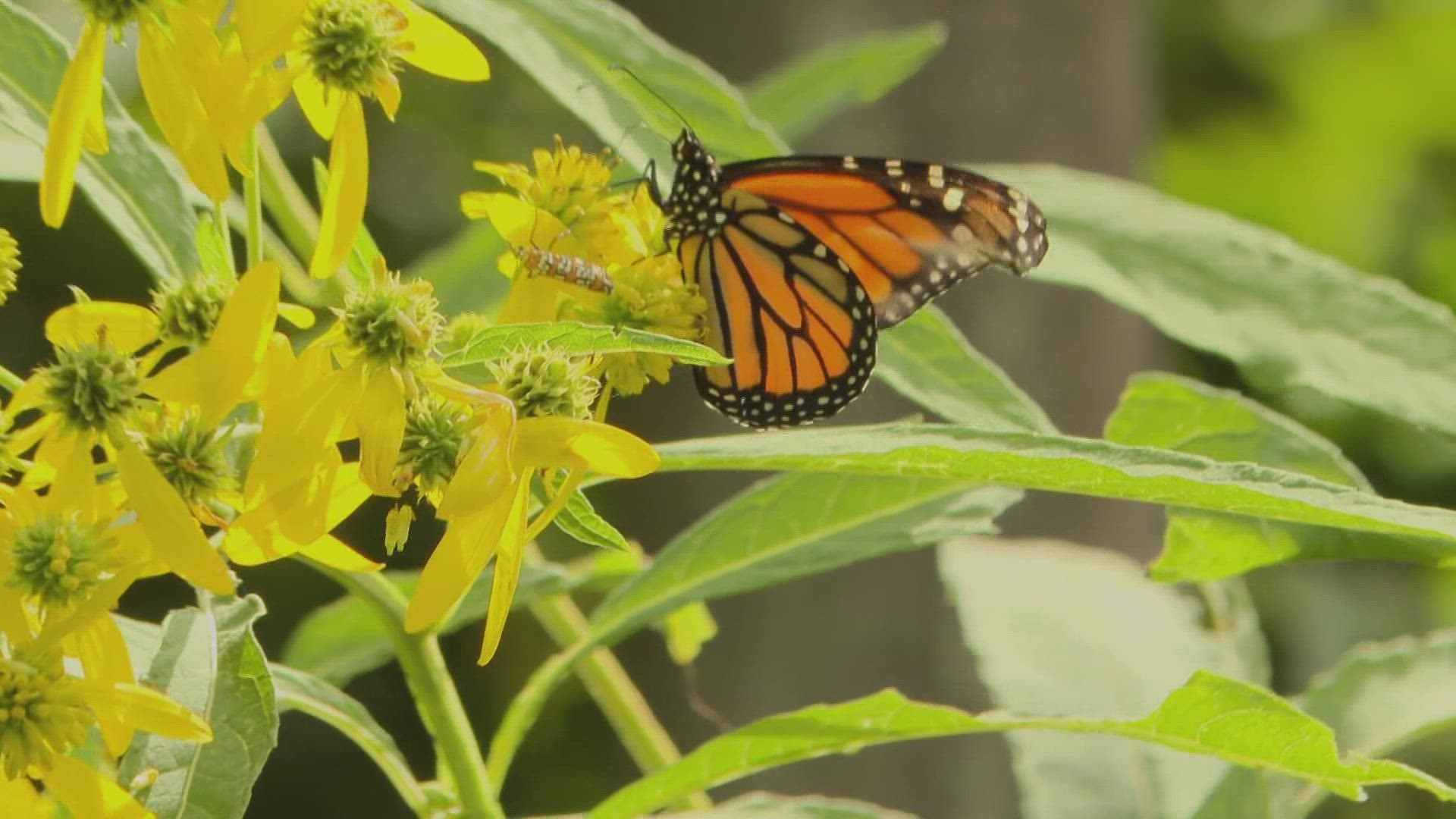 Copper and Kings, a brandy distillery in Butchertown, is helping the endangered Monarch Butterfly species.
