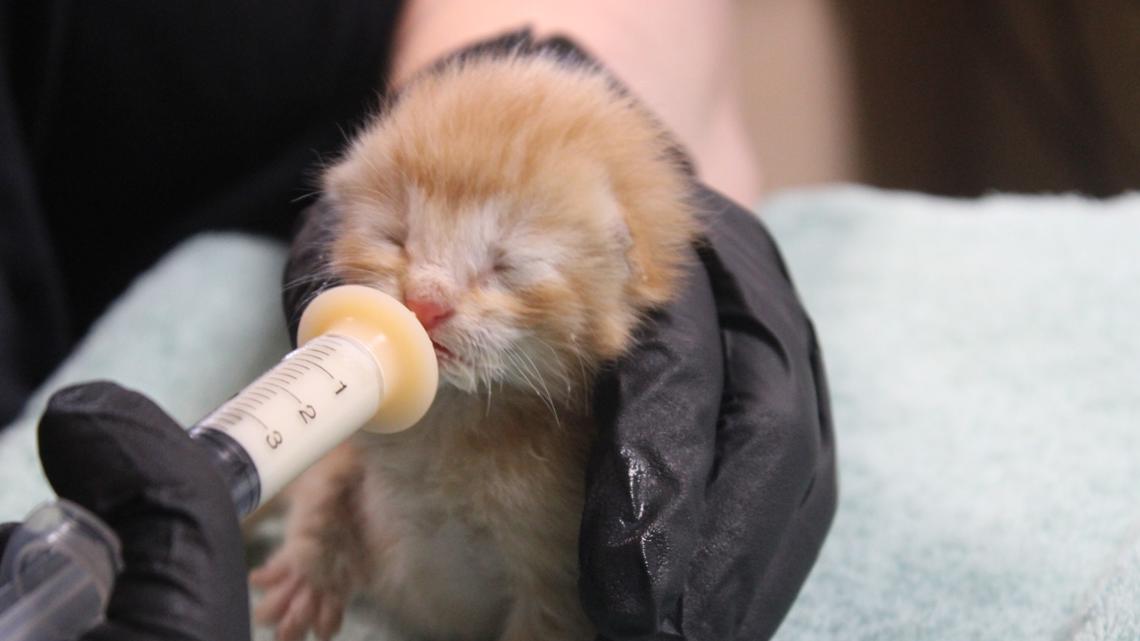 Kentucky Humane Society awarded nearly $10K to help fragile kittens