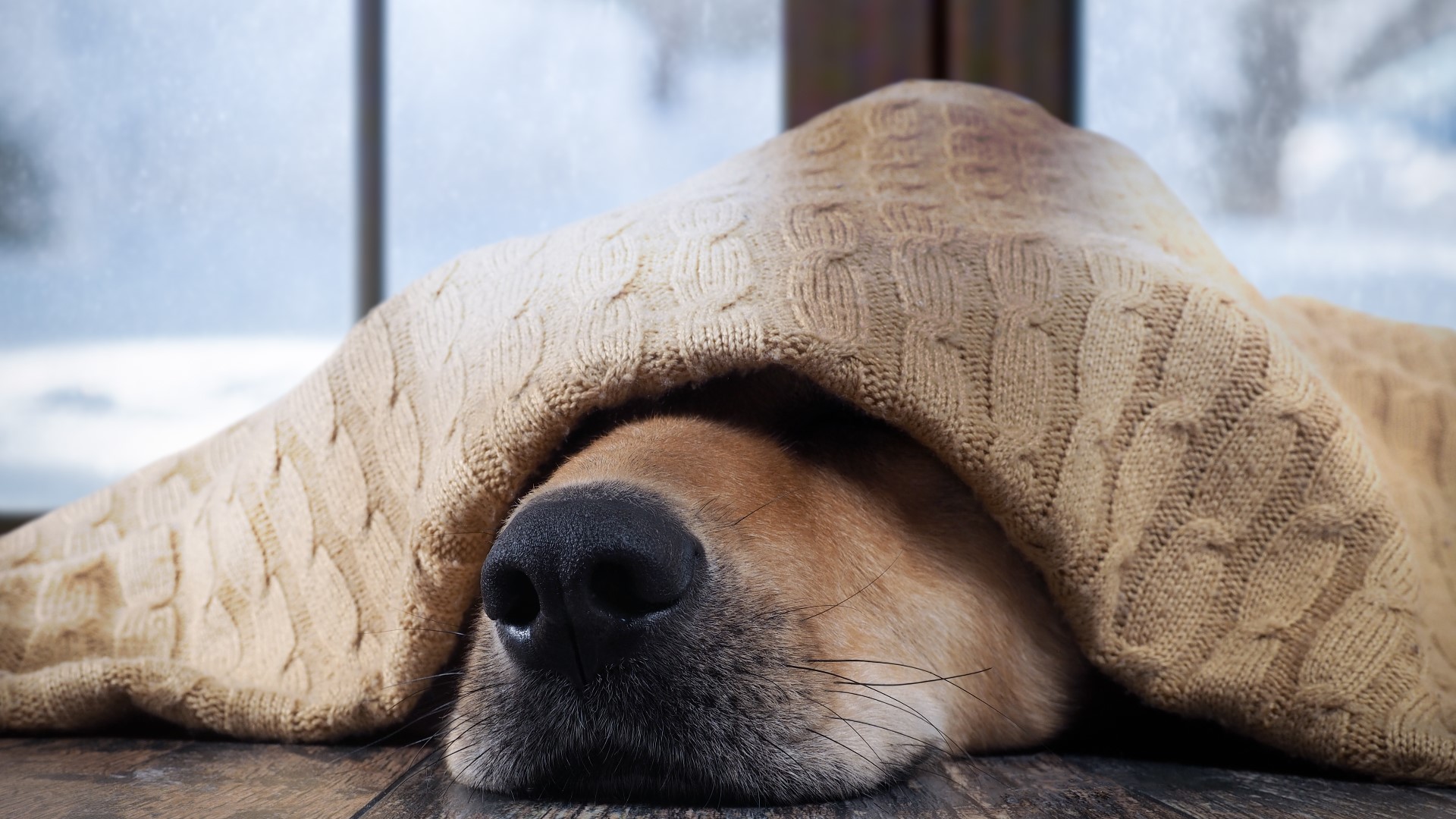 How to keep your pets safe during winter weather