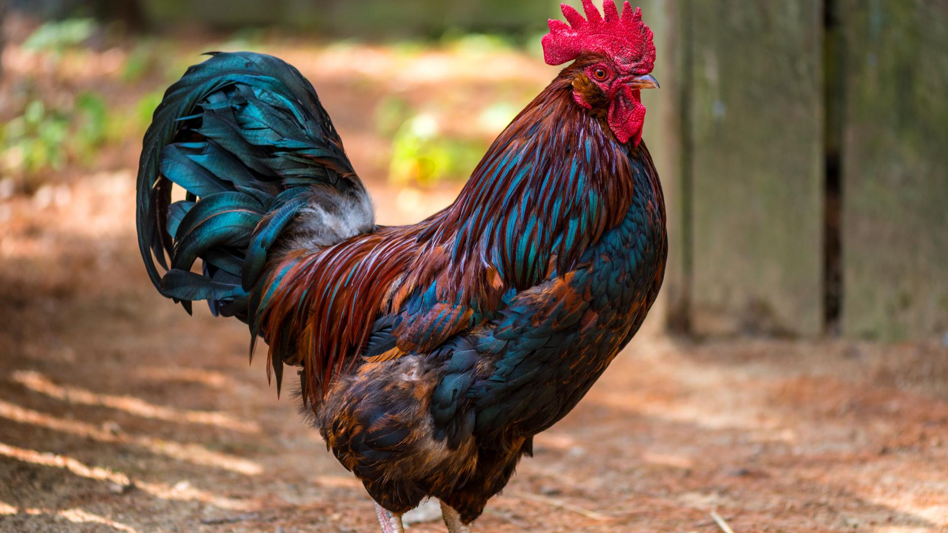 Police confiscated four roosters, four hens and six baby chicks. 