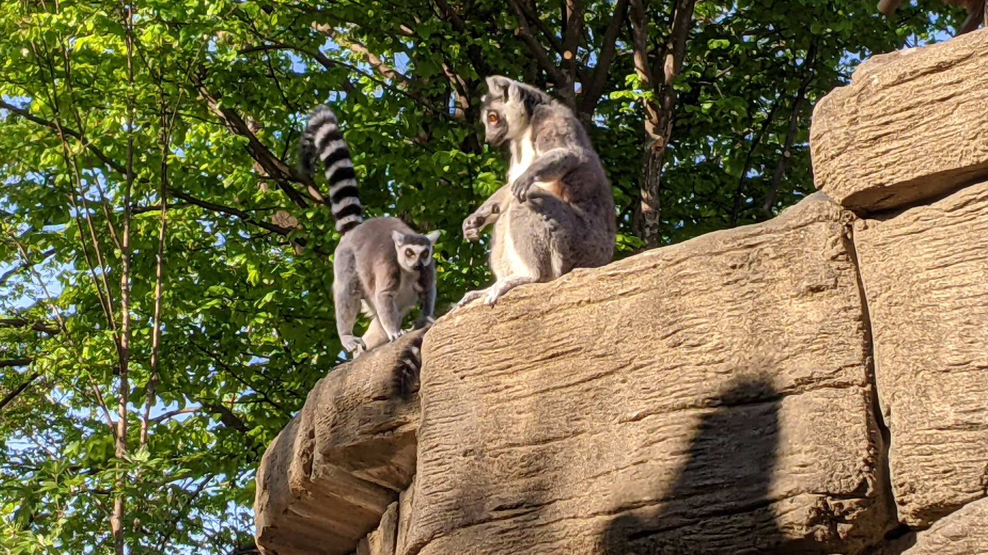 The three lemurs Hermes, Hawthorne and Cedar join Ivan and Faust, who have been at the Louisville Zoo since 1994.