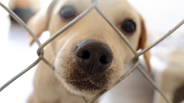 Louisville Metro Councilman introduces ordinance to prohibit sale of dogs,  cats at pet stores