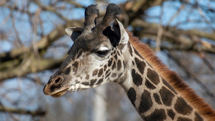 Louisville Zoo grieves stillborn giraffe, monitoring mother