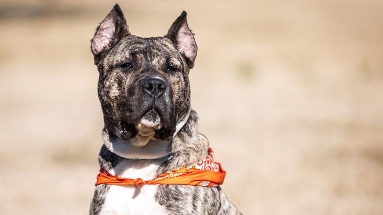 Former Kentuckiana shelter dog wins national 'Hero Dog' award