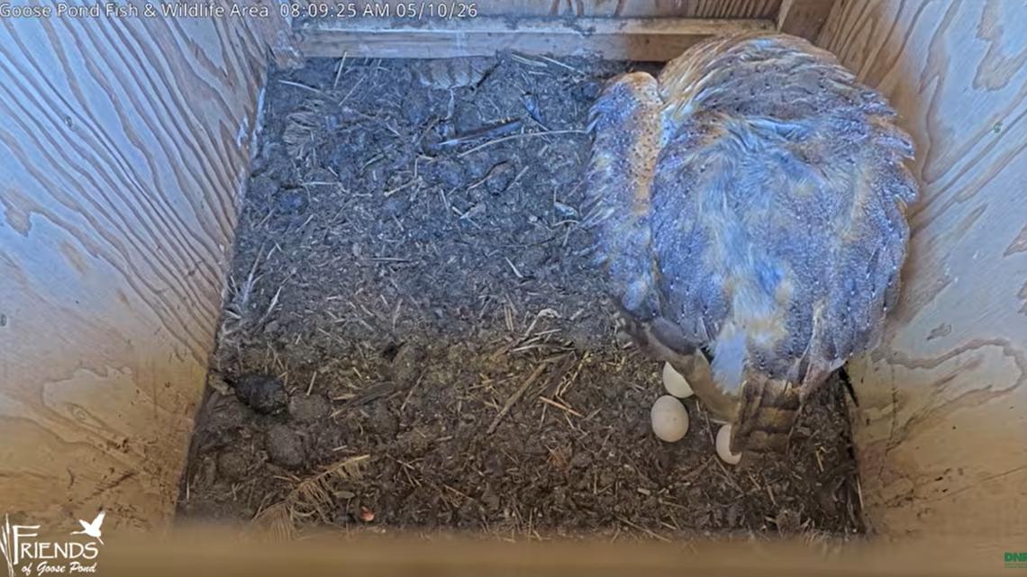 Eggs found in barn owl nest at Indiana fish & wildlife area