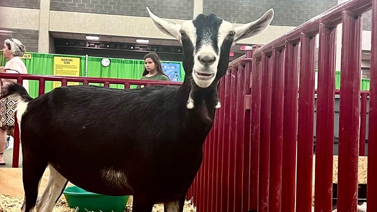 WATCH: Goat steals the show during reporter's live shot at the state fair
