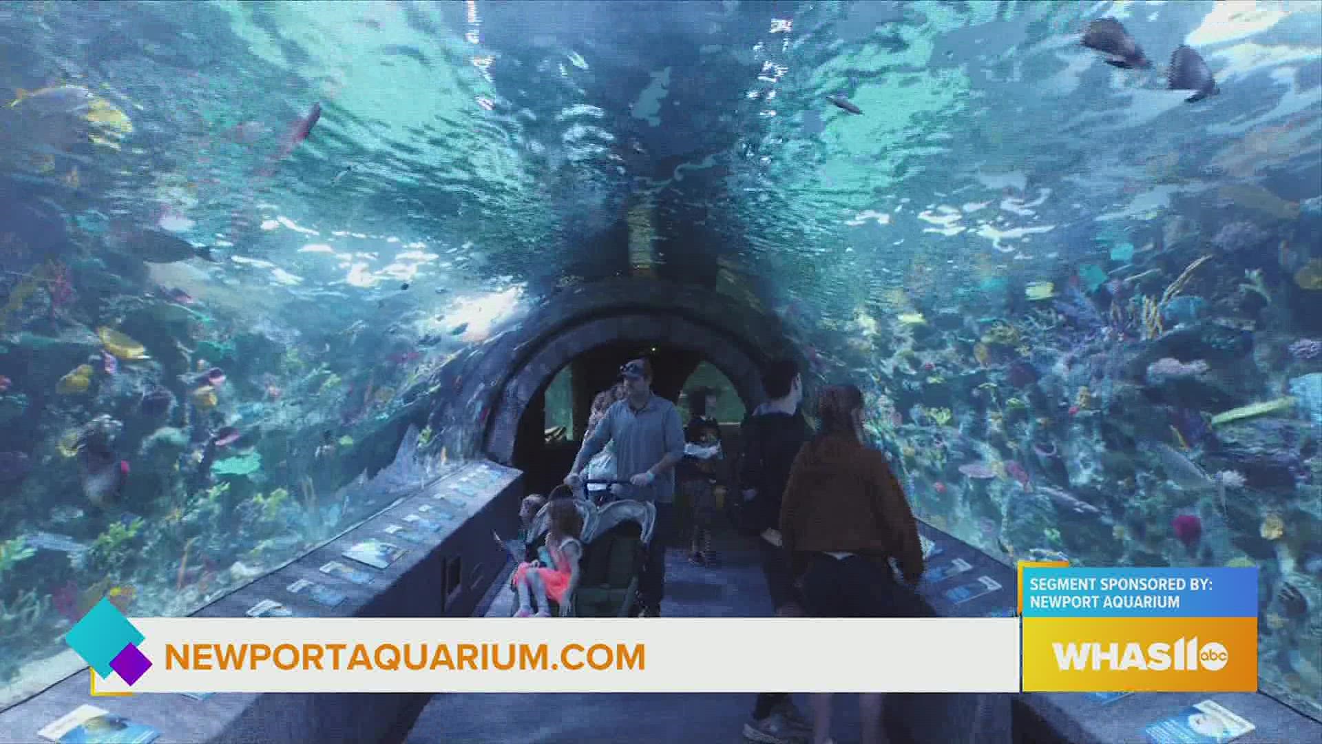 Visit the Newport Aquarium This Summer!