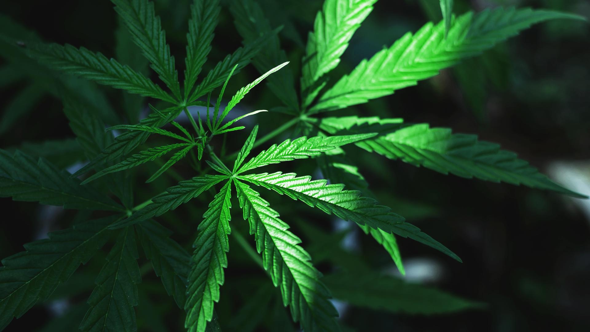 Kush Def These medical cannabis facilities are now operational in Kentucky ...