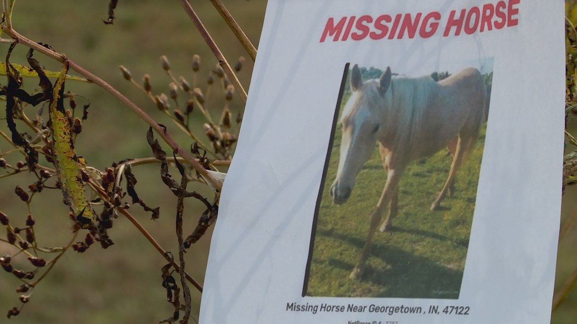 Indiana family searching for missing palomino horse