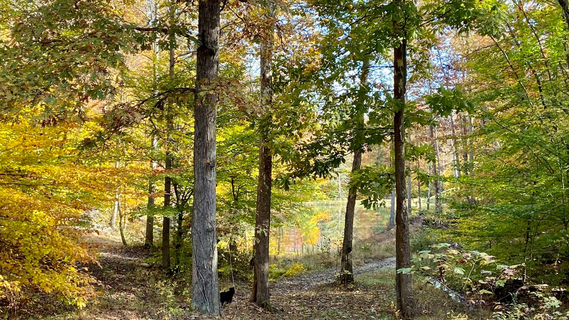 When will the leaves change color in Kentucky, Indiana?