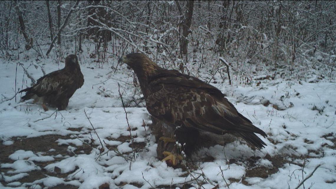 Golden eagle Athena returns to Kentucky, providing valuable research in 2025