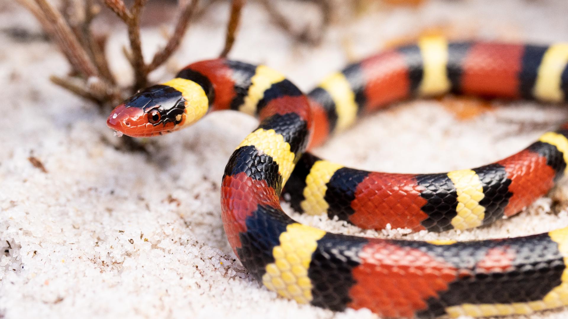 Black And Yellow Snakes In Kentucky