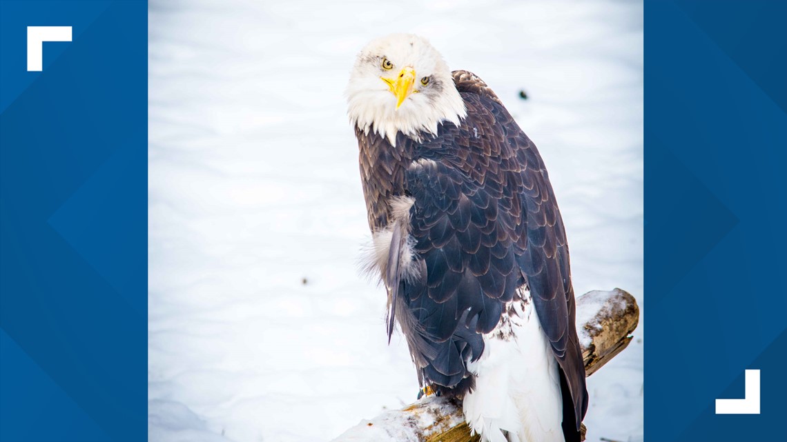 Success story: Bald eagle released by SF Zoo 20 years ago