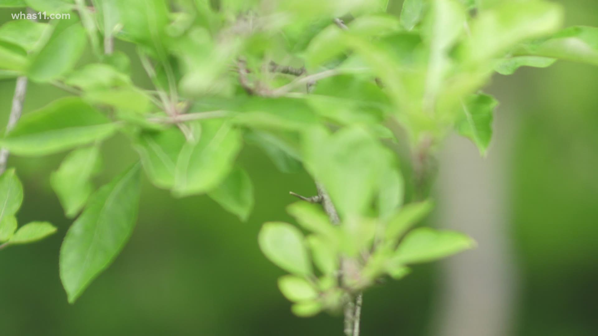 As the cicada invasion makes its way to Kentuckiana, area farms are taking steps to protect trees and orchards.