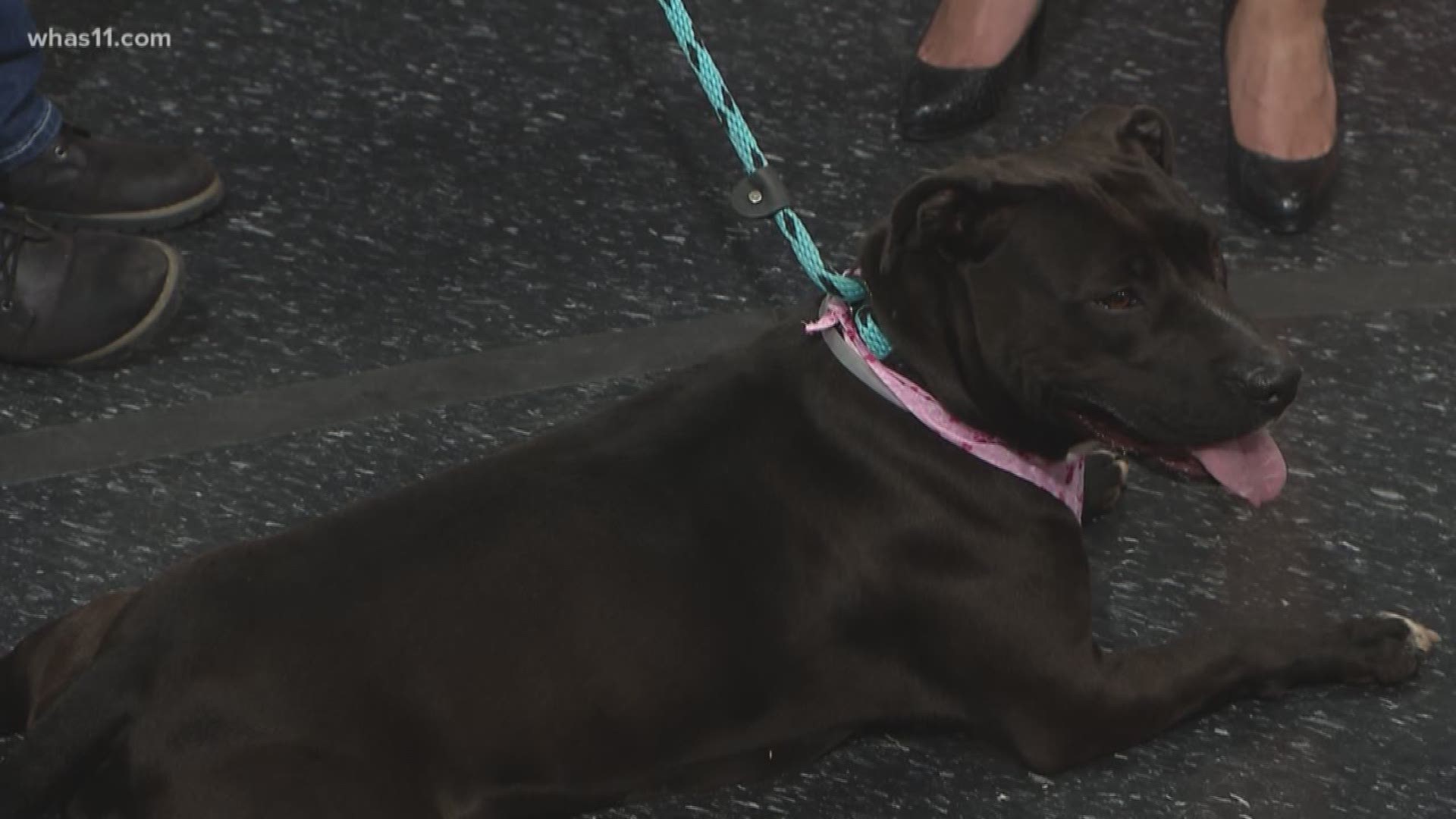 Pet of the Week: Help LMAS find this dog a forever home!