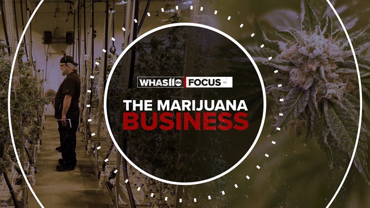FOCUS | What marijuana production looks like in Illinois