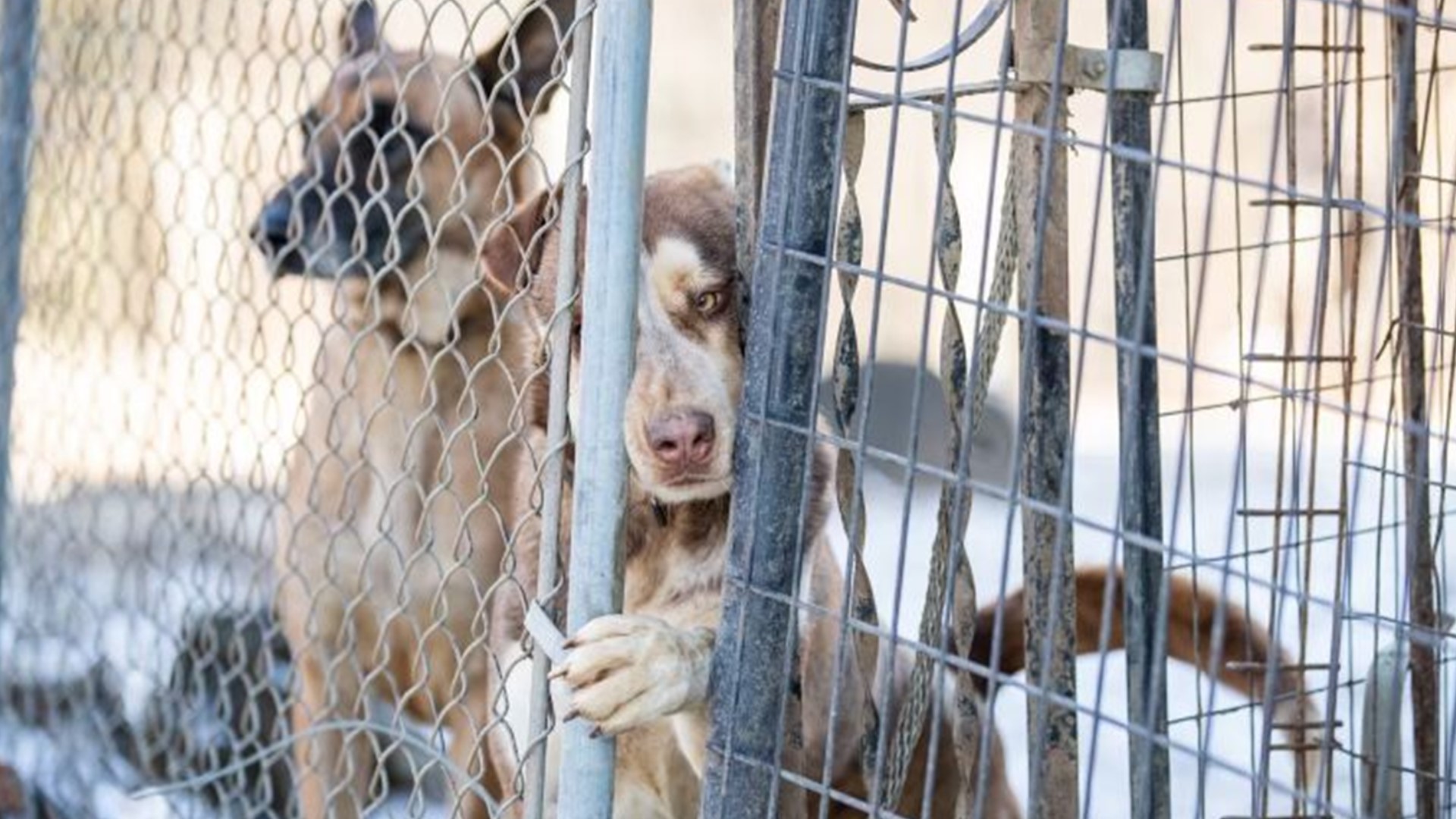 More Than 40 Dogs Rescued From Frozen, Partially Burnt House In K 