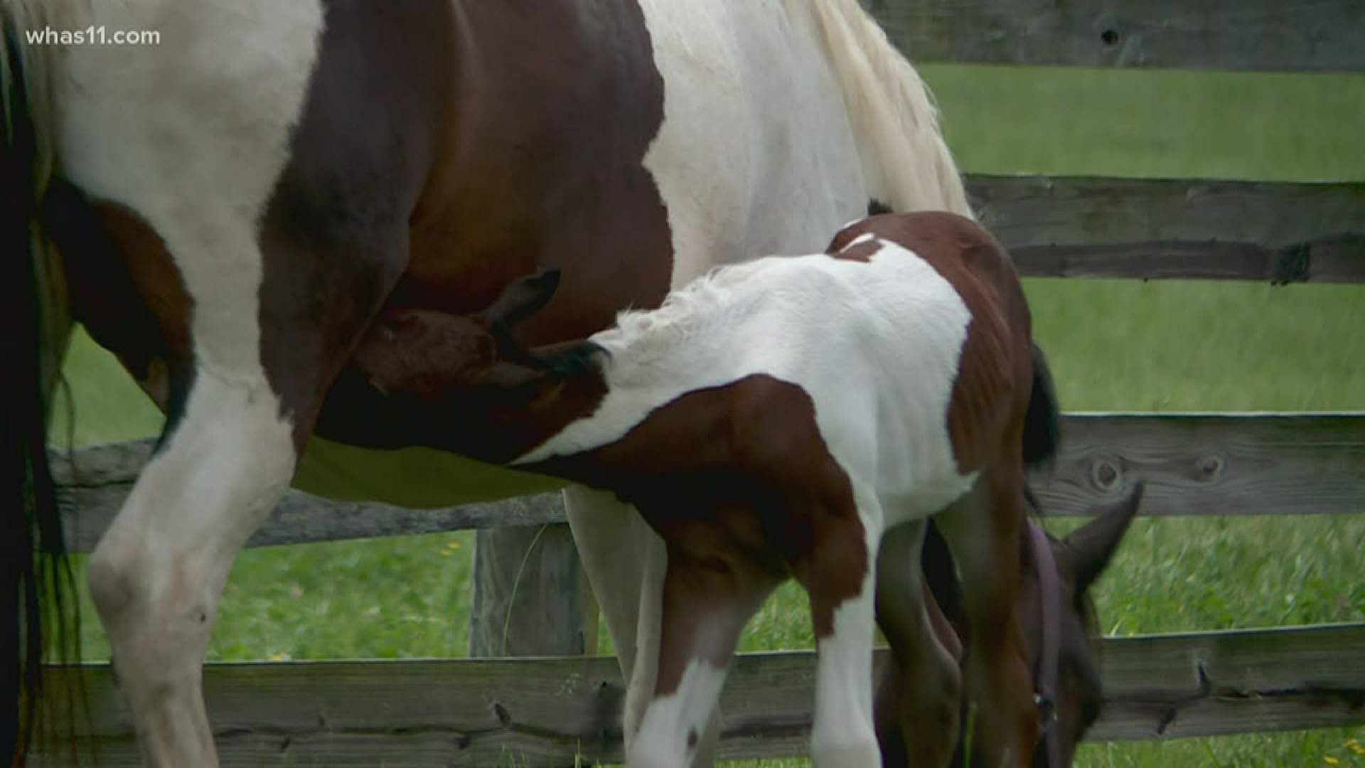 Hope was one of three horses rescued from a mass shooting in Floyd County, Kentucky last year. She gave birth to a foal while recovering at Willow Farm.