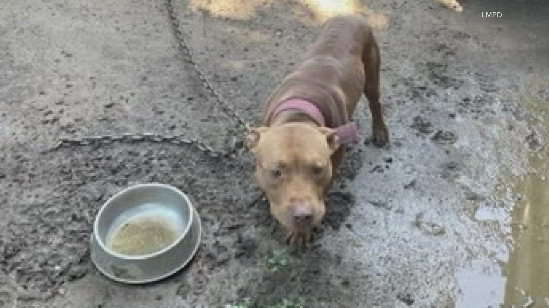 In a social media post, the department said a detailed tip led them to a home on Lillian Avenue where they arrested 47-year-old Kareem Garner for dog fighting.