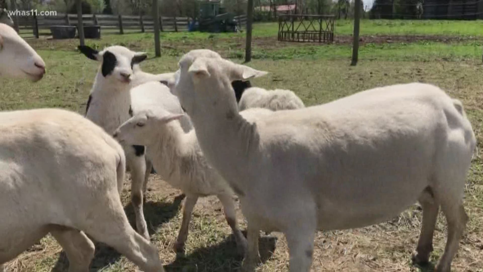 Five sheep killed, another put down and seven missing on a family's property in Louisville. With 13 animals gone the family is looking for answers. Jessie Cohen speaks to the family about the gruesome discovery.