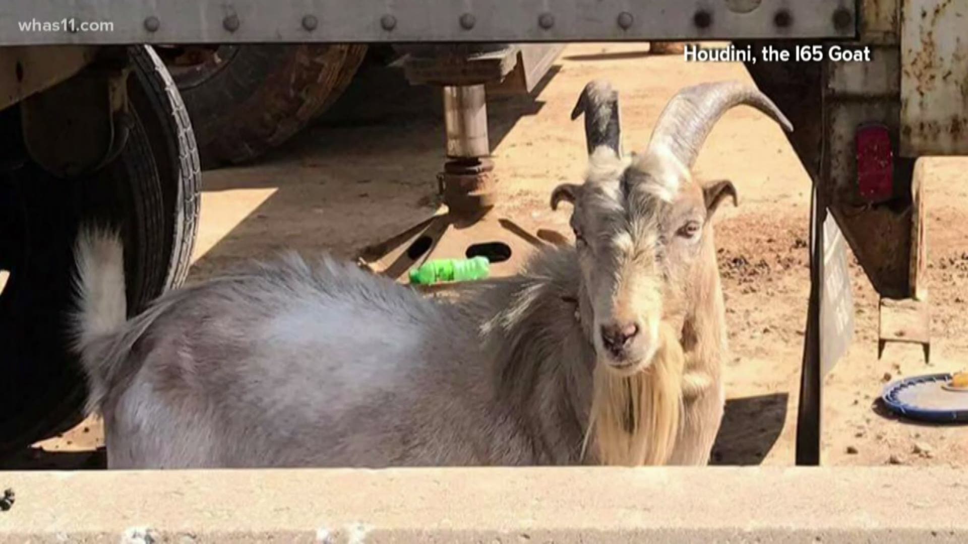 Houdini, the I-65 goat was injured on I-65