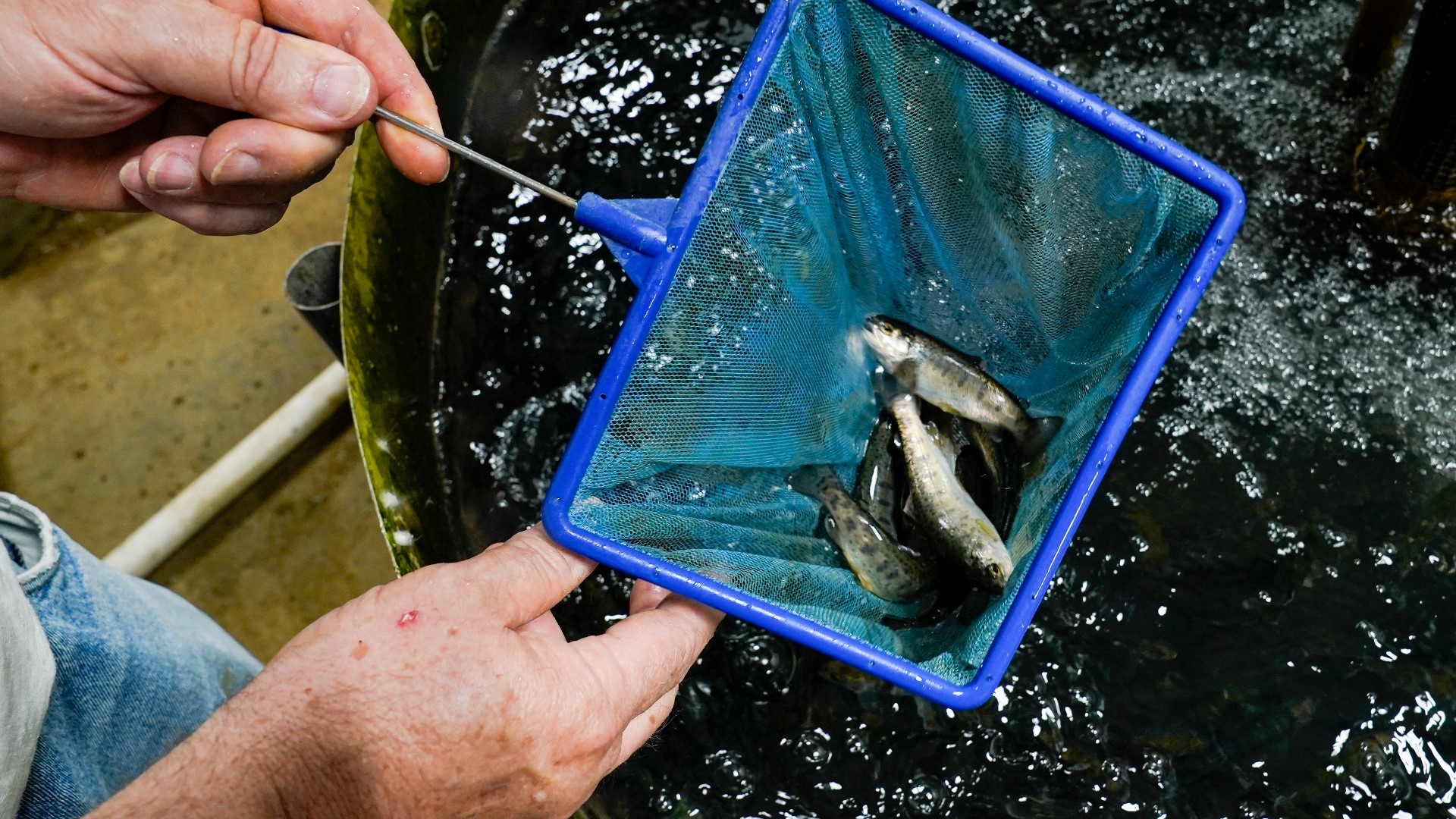 Midwestern farms struggling to market fish