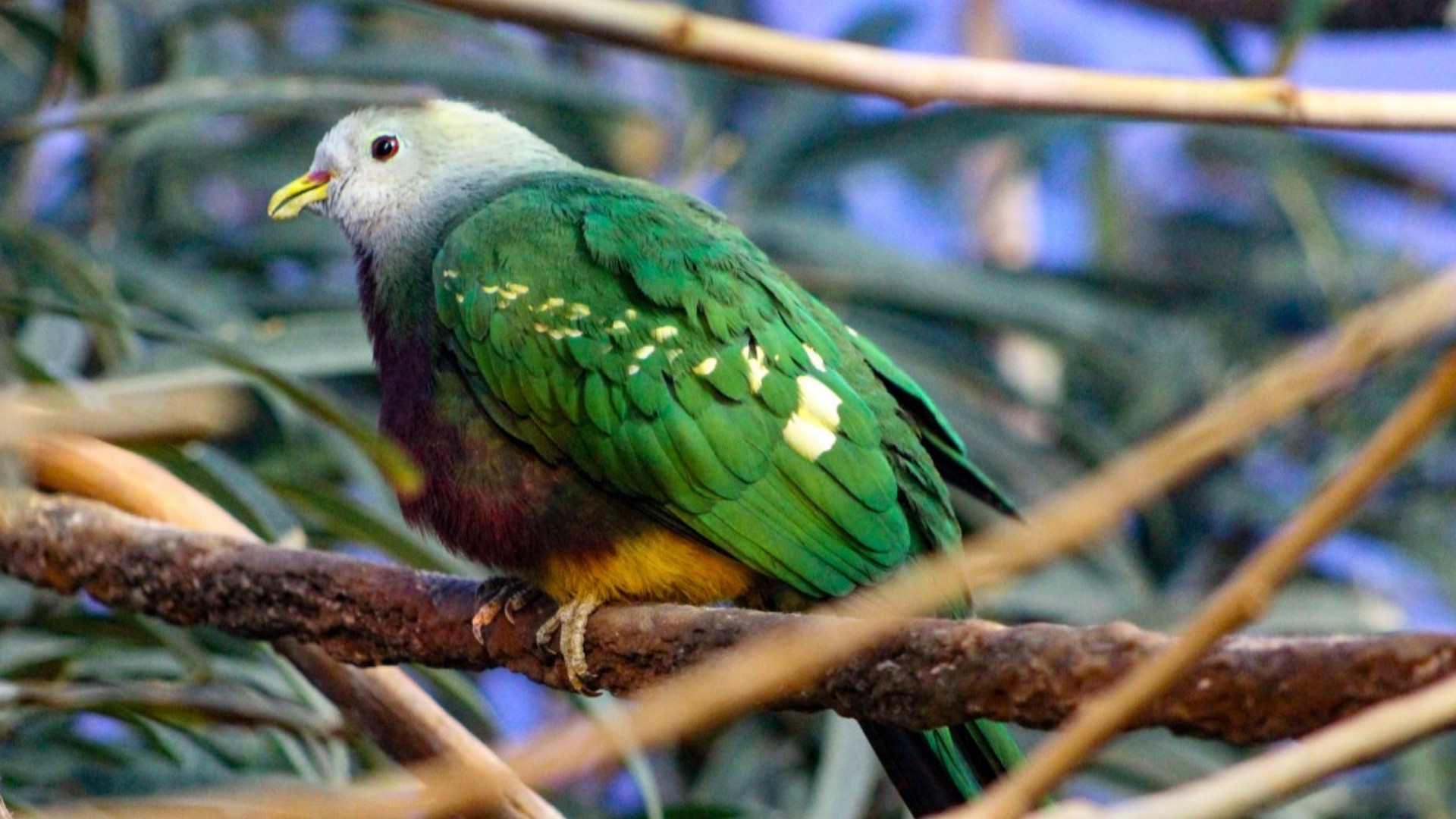 Avian Flu Kentucky, Louisville Zoo walkthrough aviaries closed