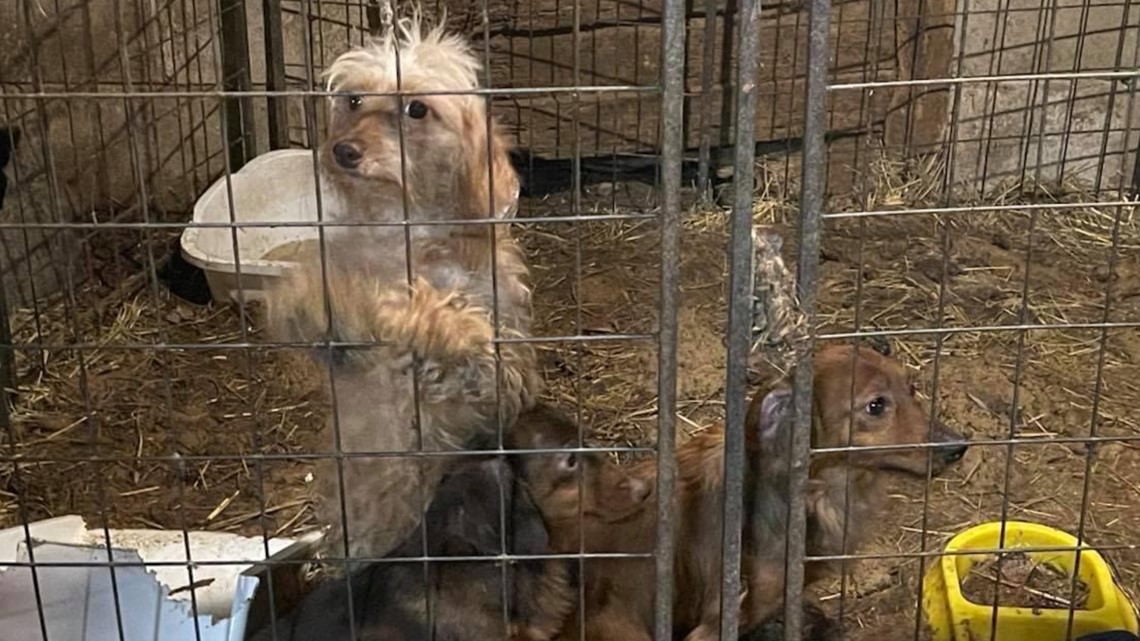 More Than 100 Animals Found In Horrid Conditions In Kentucky Whas11 Com