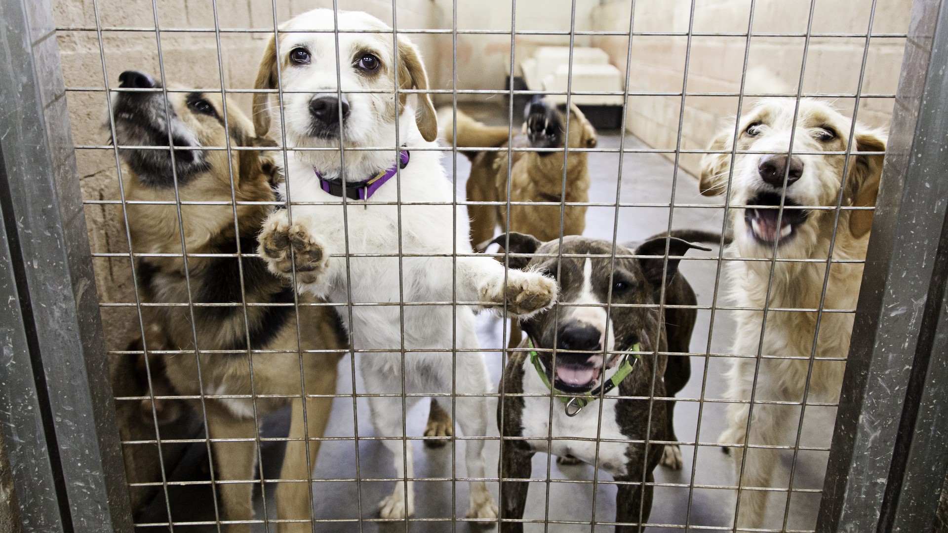 Louisville Animal Shelter losing 'no-kill' status, officials confirm |  
