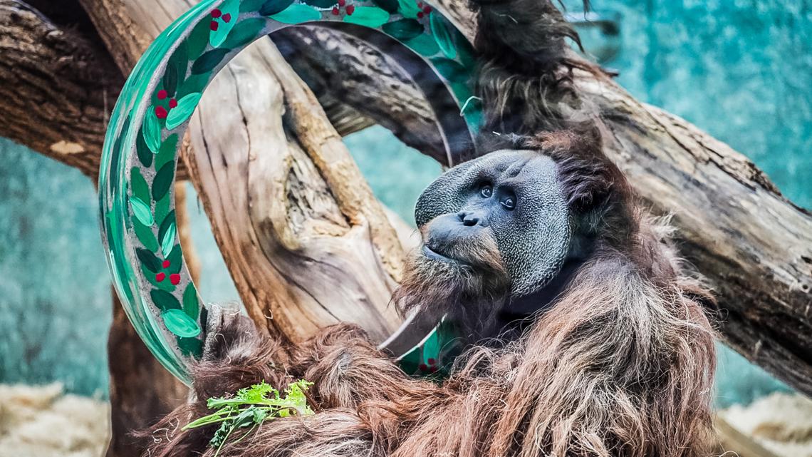 zoo new year’s celebrations psa10 Kids have wild time at Akron Zoo for early New Year's Eve celebration