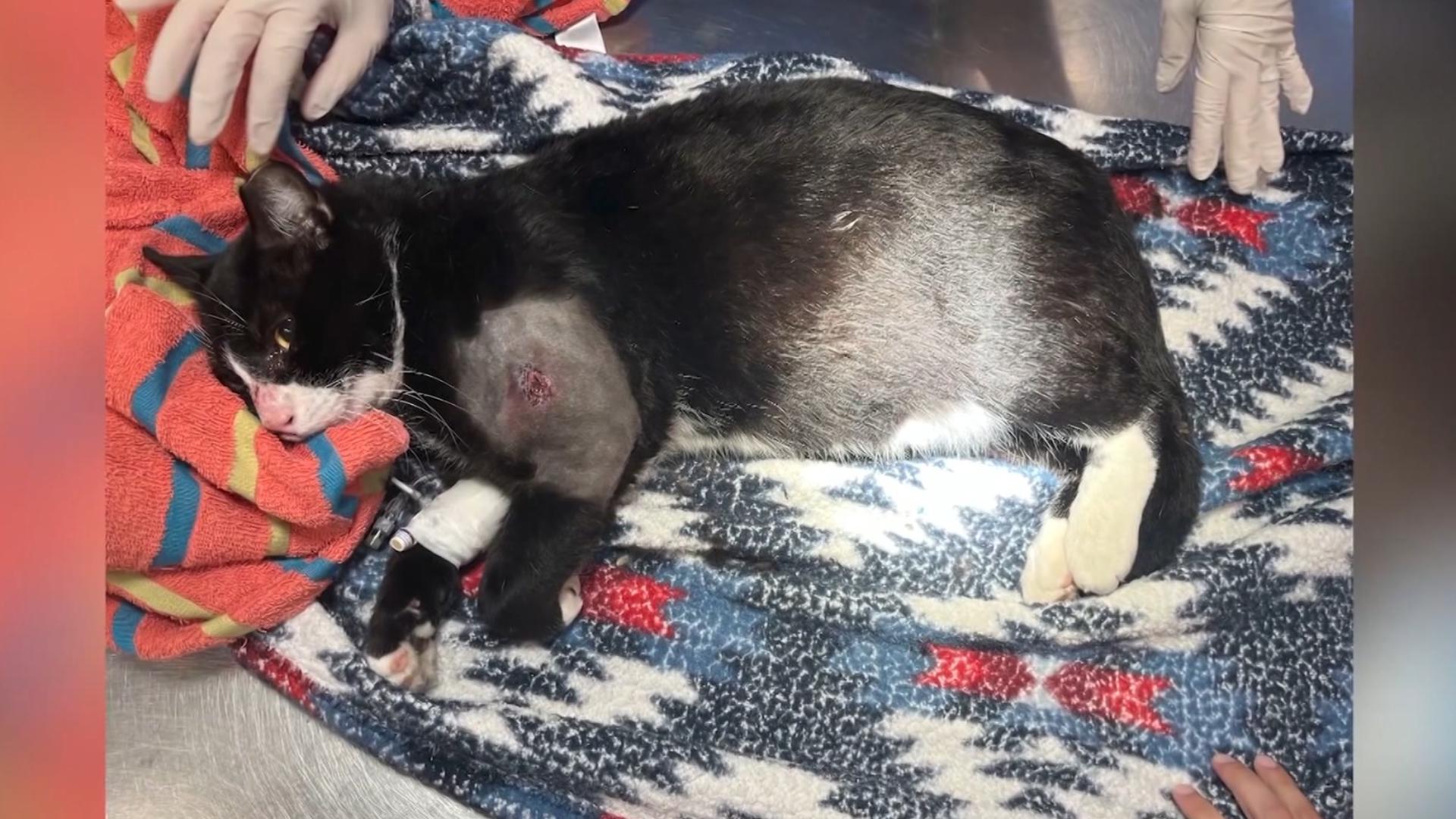 Cat Checking Weather Florida man charged with animal cruelty after shooting cat with BB gun ...