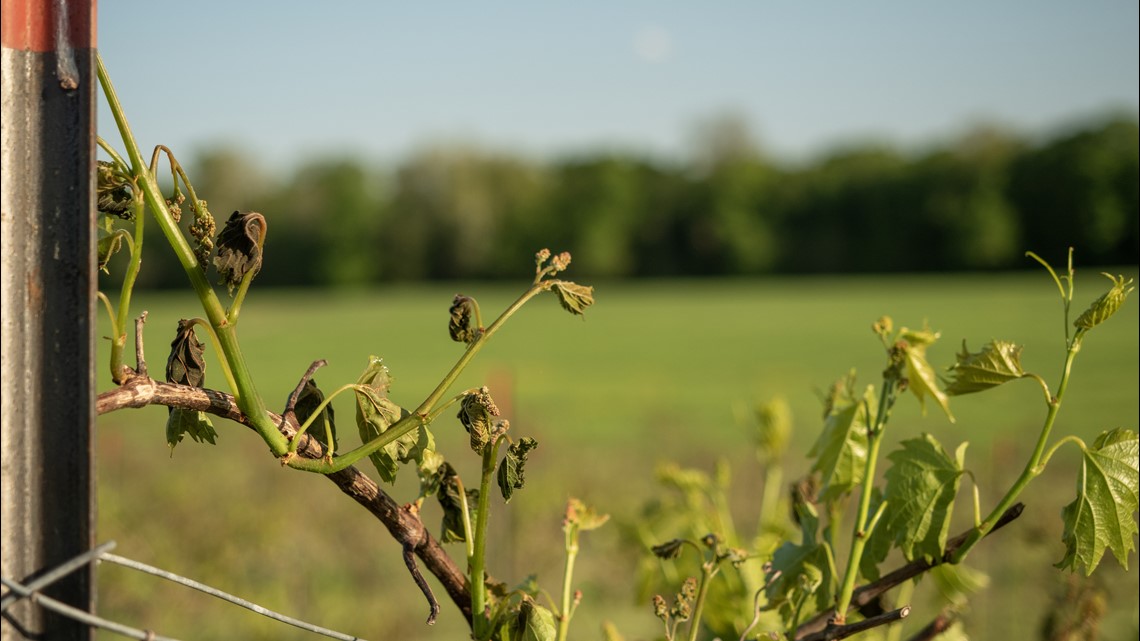 Freezing spring temperatures kill off some crops in Kentuckiana - Vimarsana News