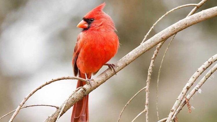 Rare cardinals, red birds half white, Louisville Leucistic birds