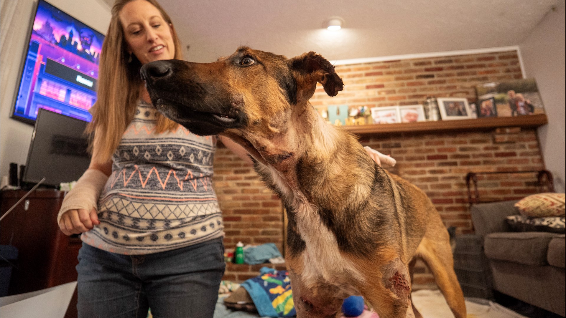 Pregnant woman, dog mauled by pack of loose dogs in Louisville | whas11.com