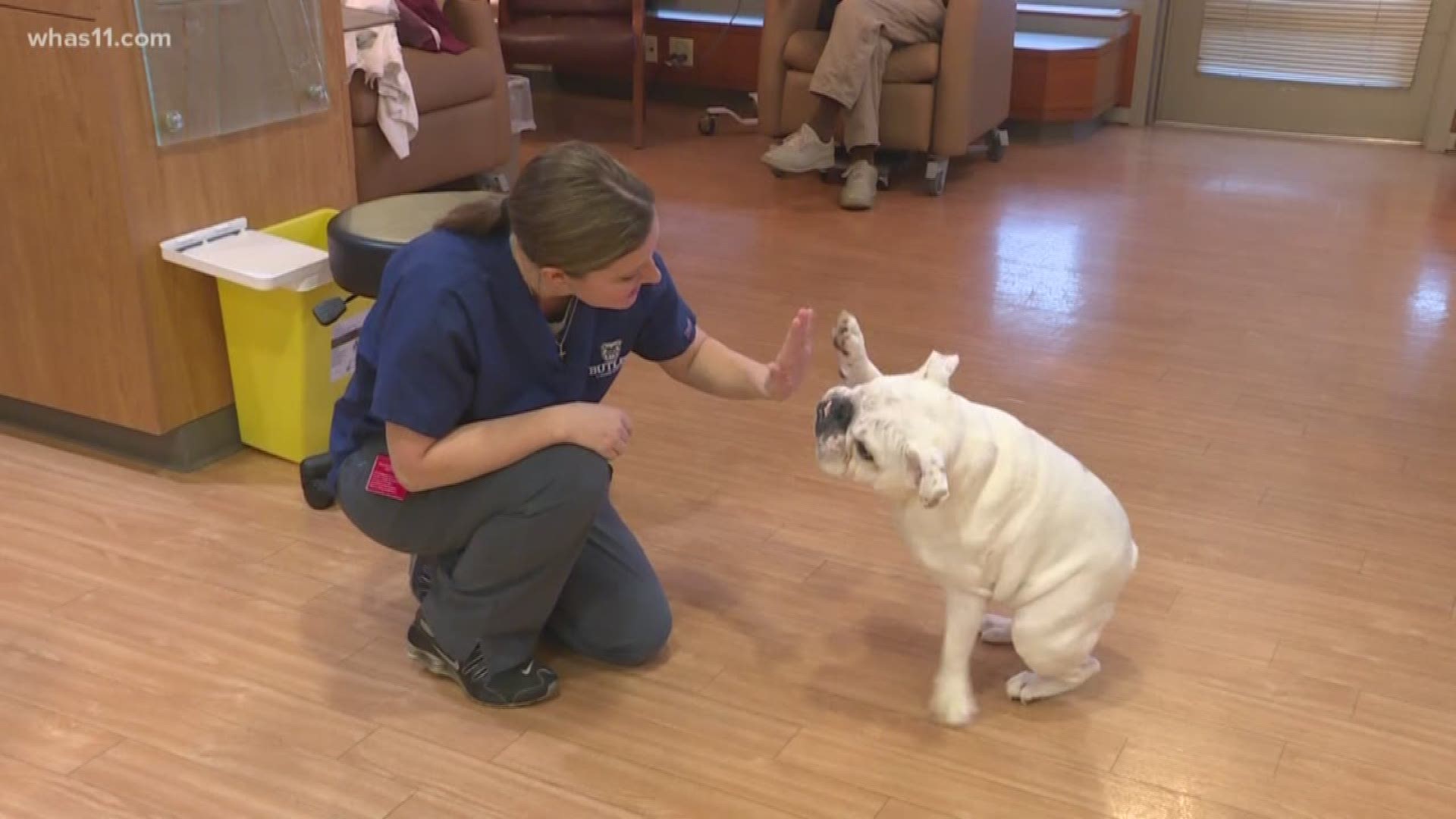 Tucker the bulldog loves going to work with his mom - as do the cancer patients that he gets to visit.