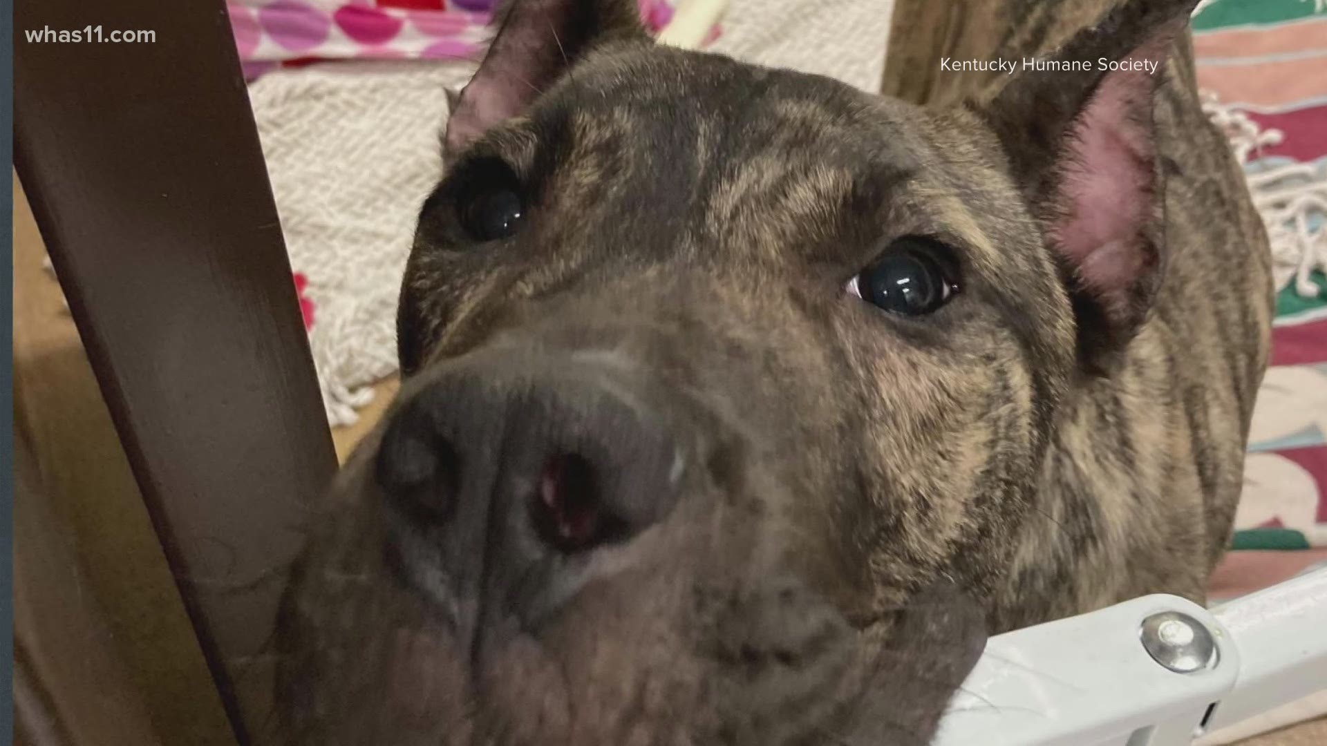 The 3-year-old dog was dropped off with little to no chance of survival. Now, he's surpassed all expectations.