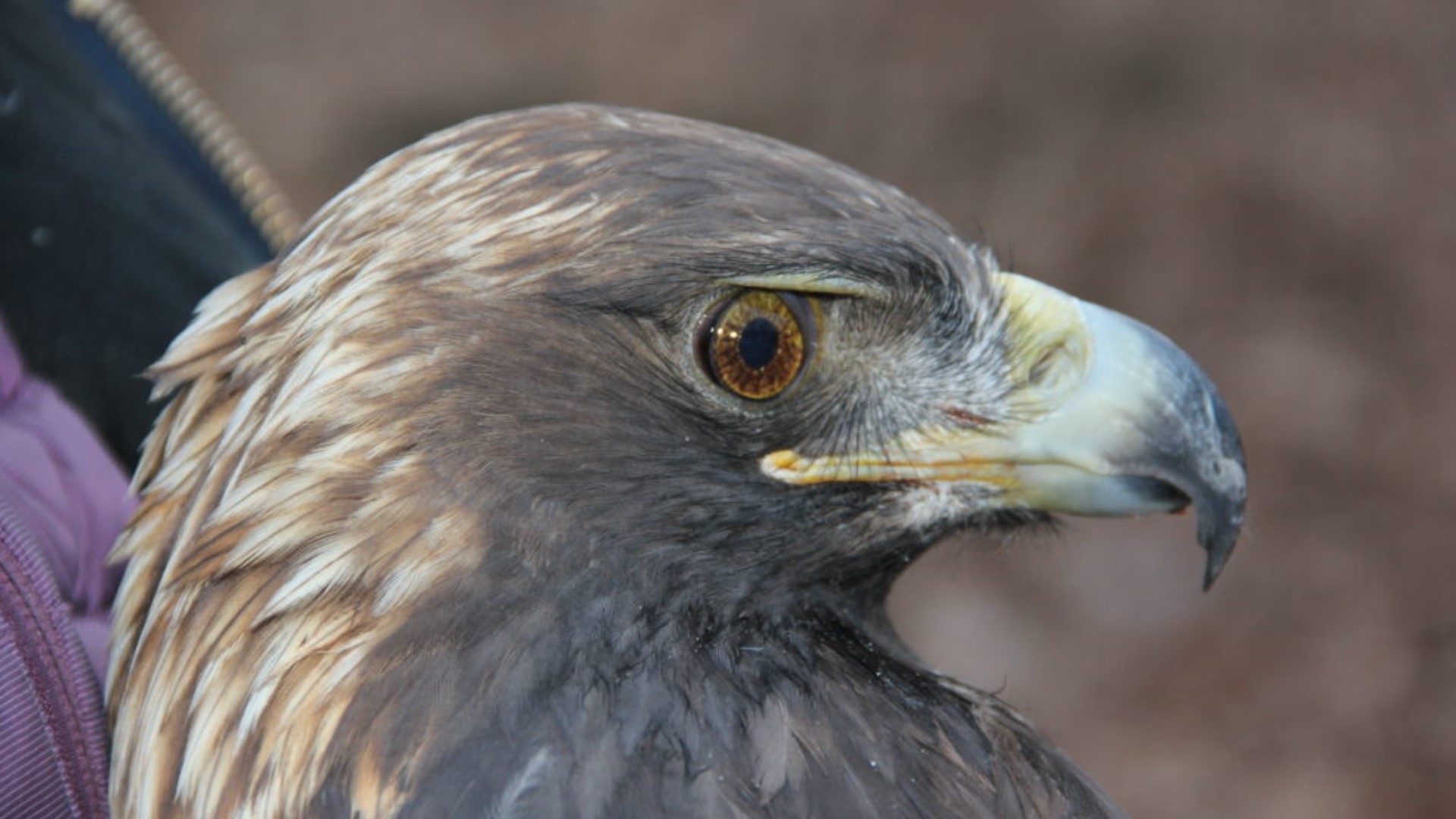 Bernheim Forest’s golden eagle Athena is back. See her 1,700-mile flight, which took her over many new places