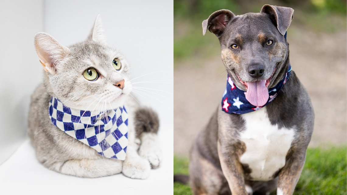 Tips to keep pets safe during Fourth of July fireworks