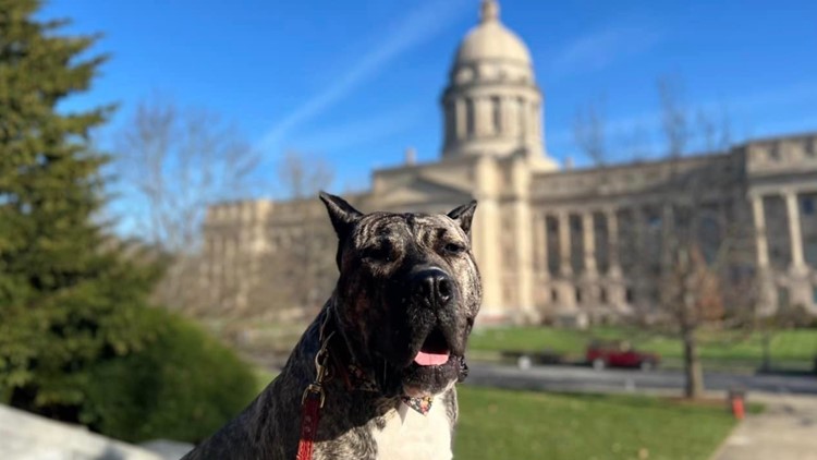 Gov. Beshear names January in honor of former Louisville shelter dog