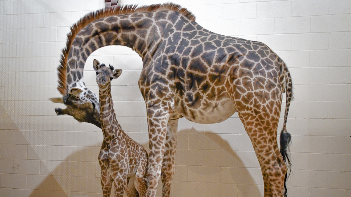 Louisville Zoo offers free admission to first responders this weekend