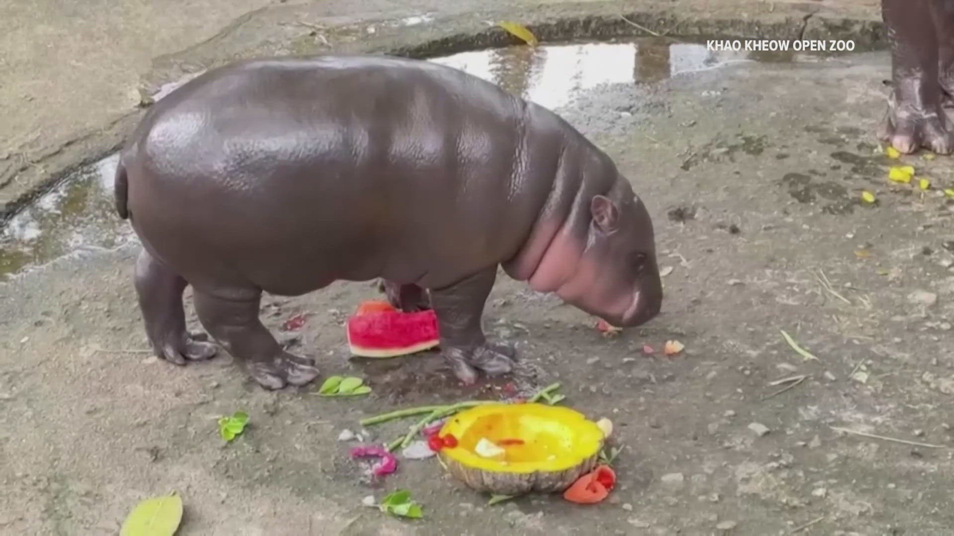 Thailand's baby hippo Moo Deng predicted Donald Trump would be the next U.S. president by choosing a basket with "Trump" on it.