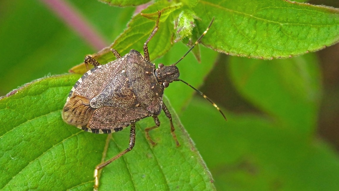 Stink bugs invasive species; Be careful when getting rid of them