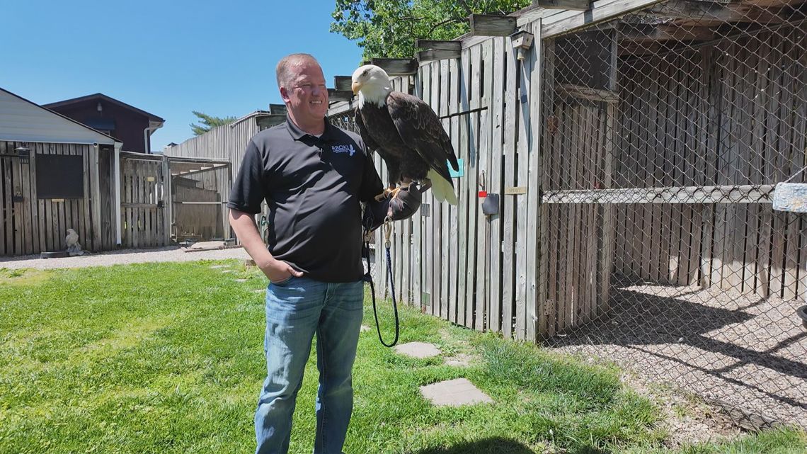 Bald Eagle sightings increase around Louisville with reports of population growth