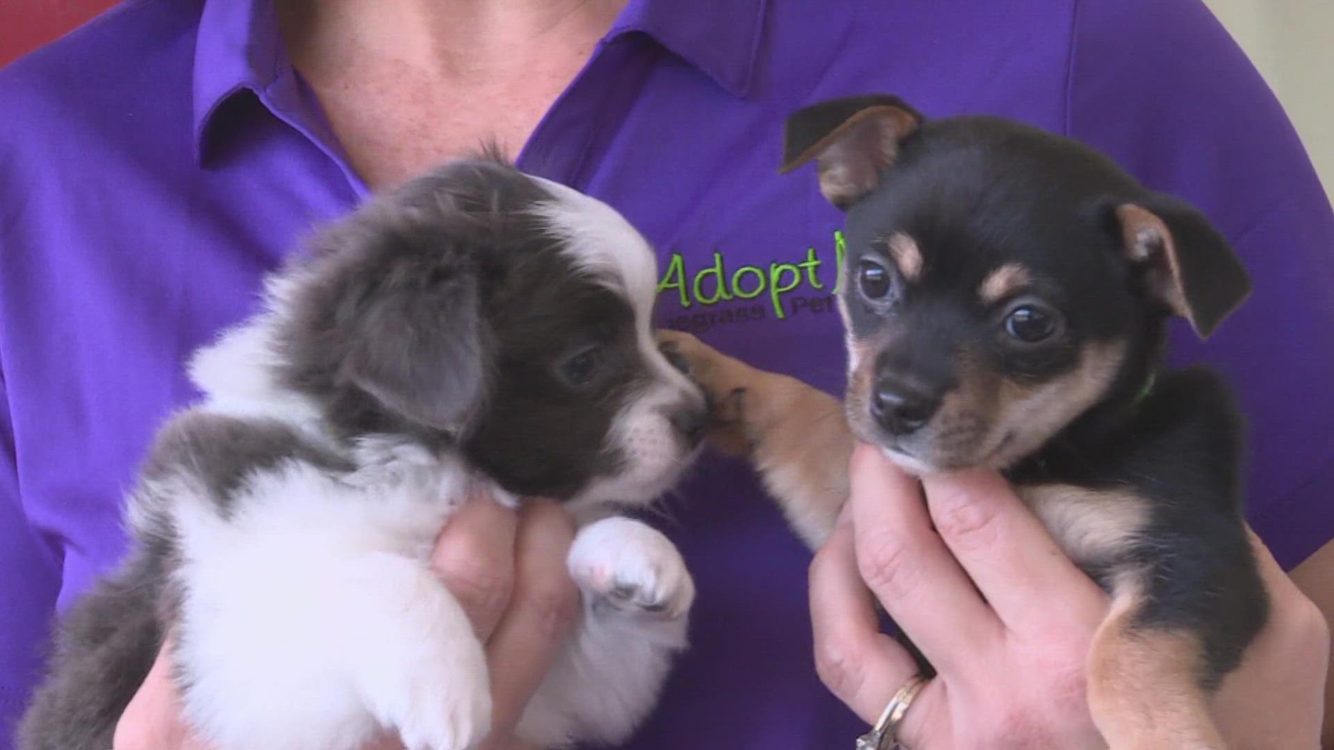 Donating to Adopt Me! Bluegrass Pet Rescue; Give for Good 2022 