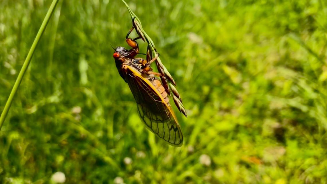 Cicadas are arriving in Kentucky, how to protect your trees