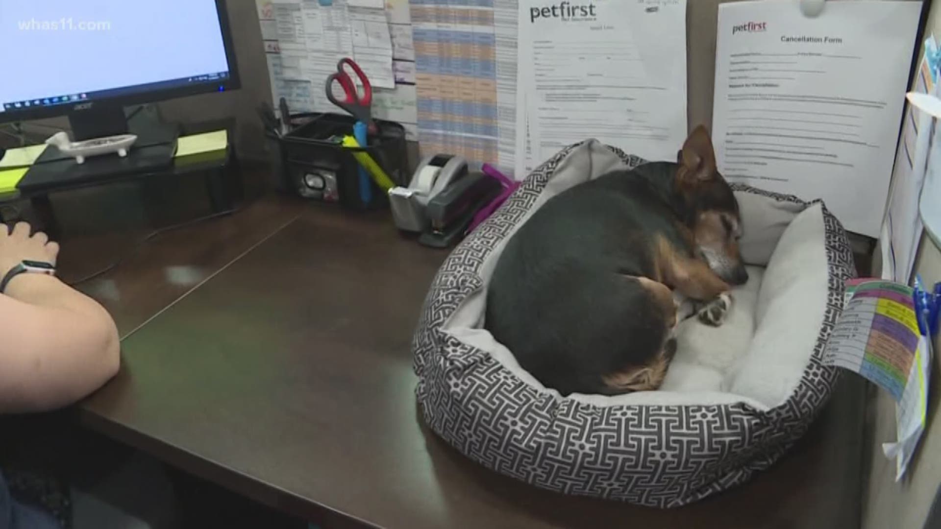 There are several companies that allow you to bring your four-legged friend with you to the office. They say that when you do, you're more productive.