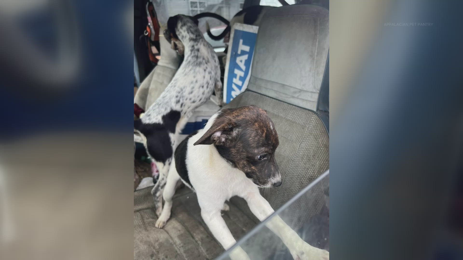 A man has been arrested in eastern Kentucky after police found more than 30 dogs living with him in a van.