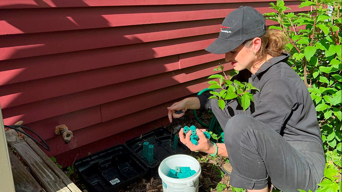 Climate change means more mice, demand for pest control - Vimarsana News