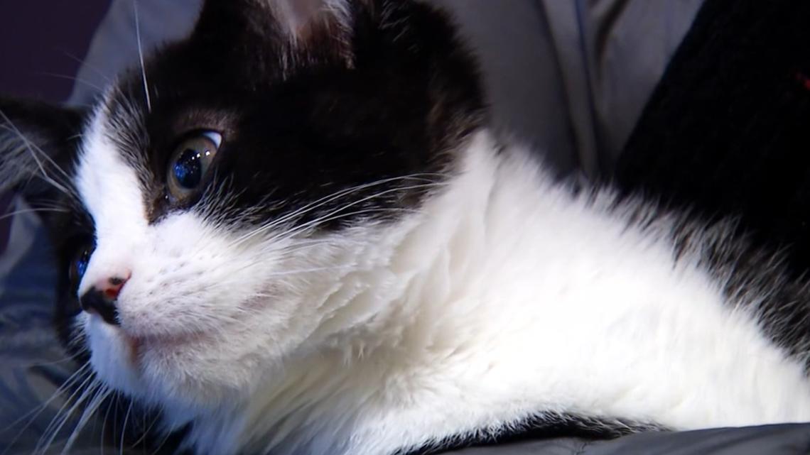 kitty様❾❸-Ⅱ 11月分 Kitty Corner Social Club celebrates 200th cat adoption in Iowa