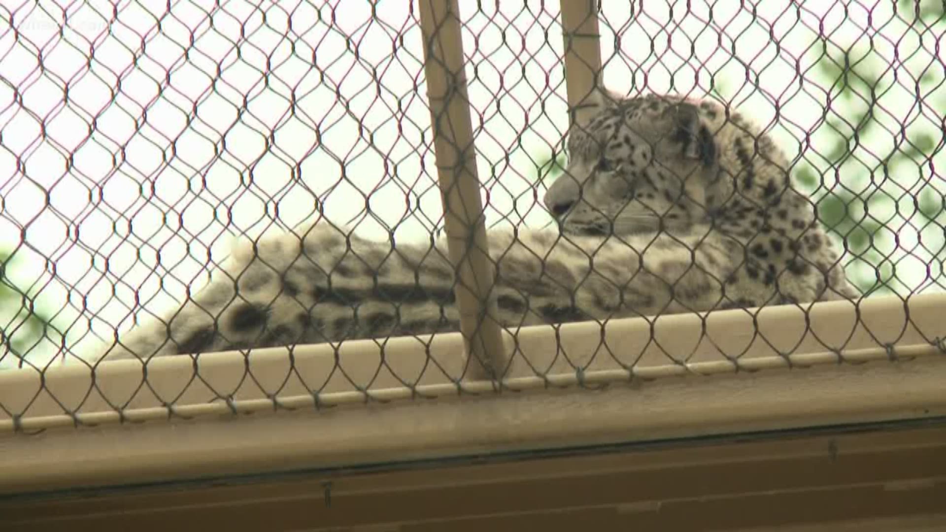 Snow leopards are beautiful, elusive creatures, but you can spot them at their new exhibit at the Louisville Zoo.